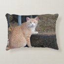 Search for ginger cat cushions Animals