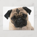 Search for mousepad postcards Pets