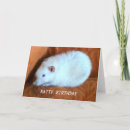 Search for white rat cards Animals