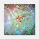 Search for anemones magnets Photography