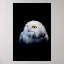 Search for abstract owl art Wildlife