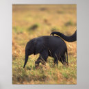 Search for trunks posters Animal