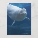 Search for whale postcards Sealife