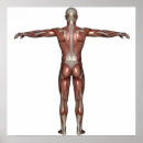 Search for arm muscle posters Hand