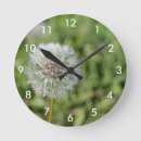 Search for dandelion clocks White