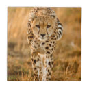 Search for danger tiles Animal