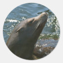 Search for marine envelope seals Ocean