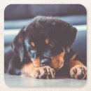 Search for rottweiler coasters Puppy
