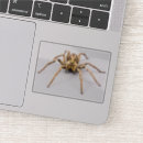 Search for scary spider stickers Arachnophobia