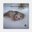 Search for weasel magnets Nature