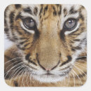 Search for tiger cubs stickers Big cat