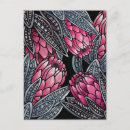 Search for australian flower postcards Protea