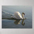 Search for swan bird posters Wings