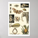 Search for animal posters Fish