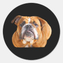 Search for puppy face stickers Funny