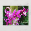 Search for orchids postcards Pink
