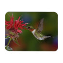 Search for ruby throated magnets Kentucky