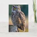 Search for bird of prey cards Feathers