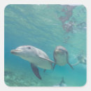 Search for bottlenose stickers Wildlife
