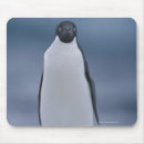 Search for one animal electronics Animals in the wild