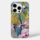 Search for budgie iphone cases Bird