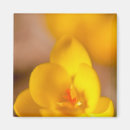 Search for blooming magnets Single flower