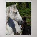 Search for warmblood posters Animal