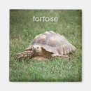 Search for tortoise magnets Animal