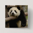 Search for moss badges Giant panda