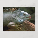 Search for iguana postcards Animal