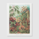 Search for magnet postcards Flowers