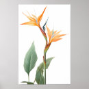 Search for plant drawing posters Bird