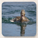 Search for beak coasters Nature