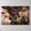 Search for crocus posters Green