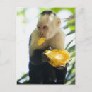 Search for capuchin postcards Front view