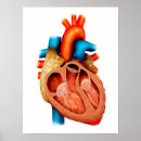 Search for aorta posters Biology