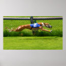Search for greyhound racing posters Dog