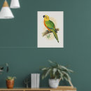 Search for conures posters Animal