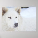 Search for arctic wolf posters White