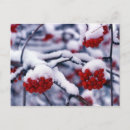 Search for howie postcards Flower