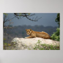 Search for picture of lion posters Lions