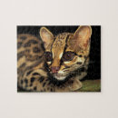 Search for big cat puzzles Eye