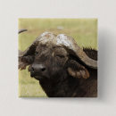 Search for herbivorous badges Animal