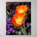 Search for iceland poppy posters Flower