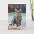 Search for straw cards Cute