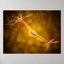 Search for synapses posters Horizontal
