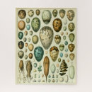 Search for natural history puzzles Illustration