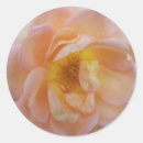 Search for peach roses stickers Flower