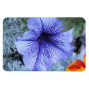 Search for petunia magnets Summer