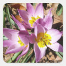 Search for spring crocus stickers Flower